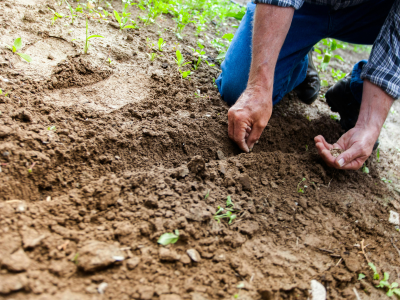 Health Benefits of Gardening