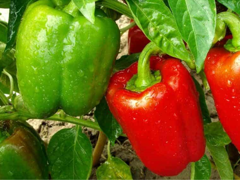 A Rainbow of Flavors Grow Your Bell Pepper Varieties