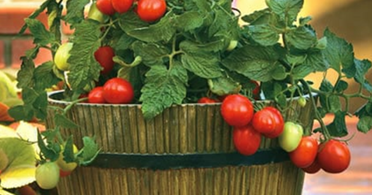 grow tomato plants in a pot or container