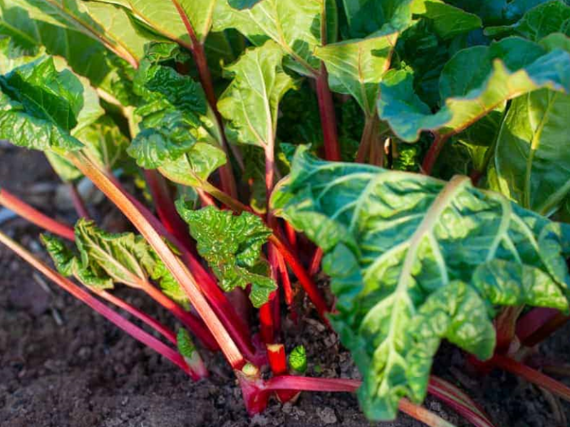 Grow Your Own Rhubarb Unlock Planting Secrets