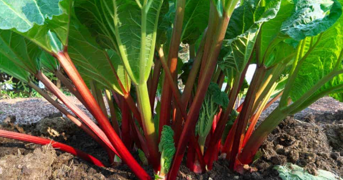 grow your own rhubarb