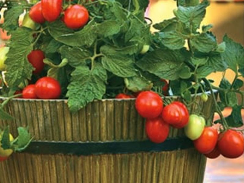 Grow Tomato Plants In A Pot Or Container