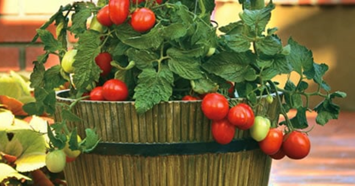 Growing Tomatoes in Containers: A Complete Guide