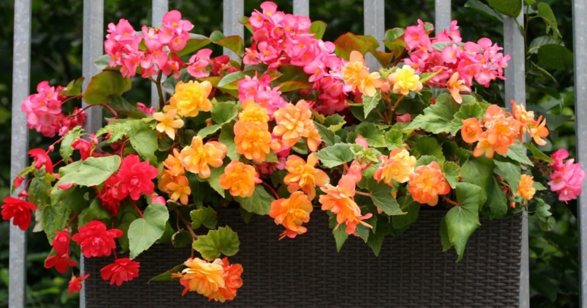 How to Grow and Care-Begonias plant