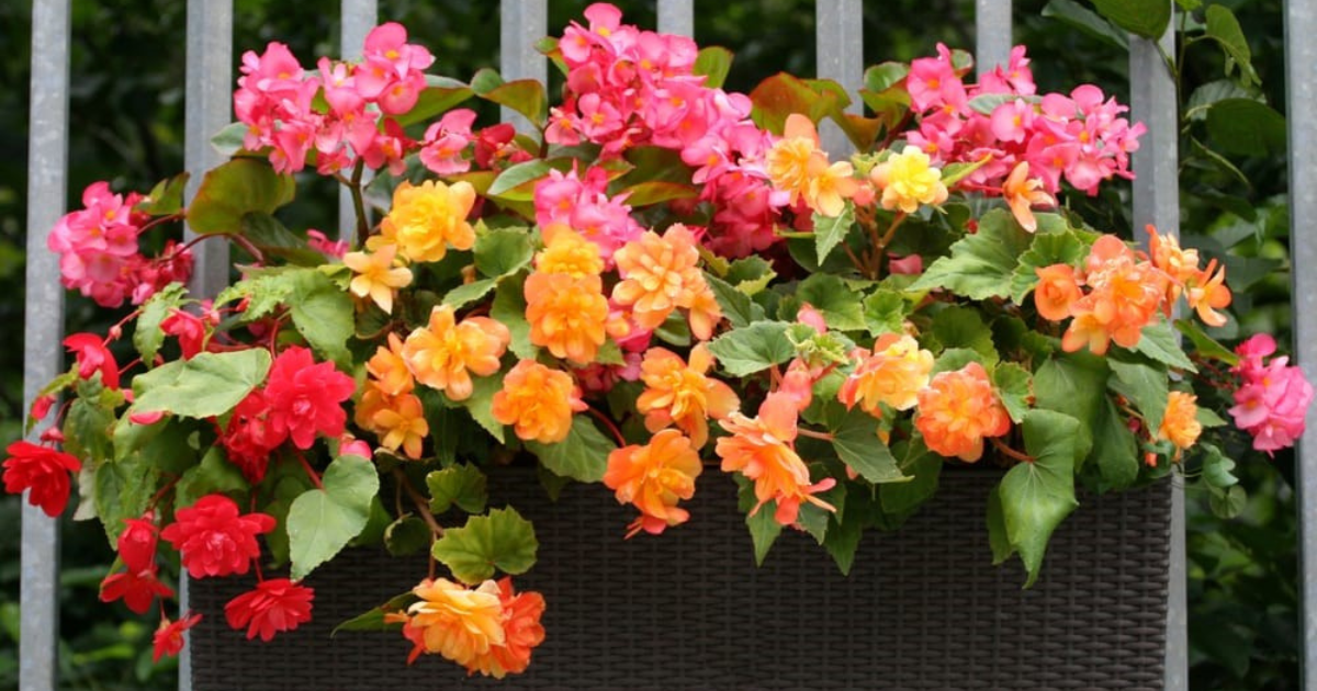 How to Grow and Care Begonias plant