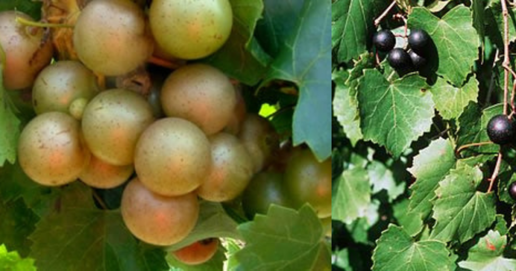 Muscadine Vine Grapes In 2024