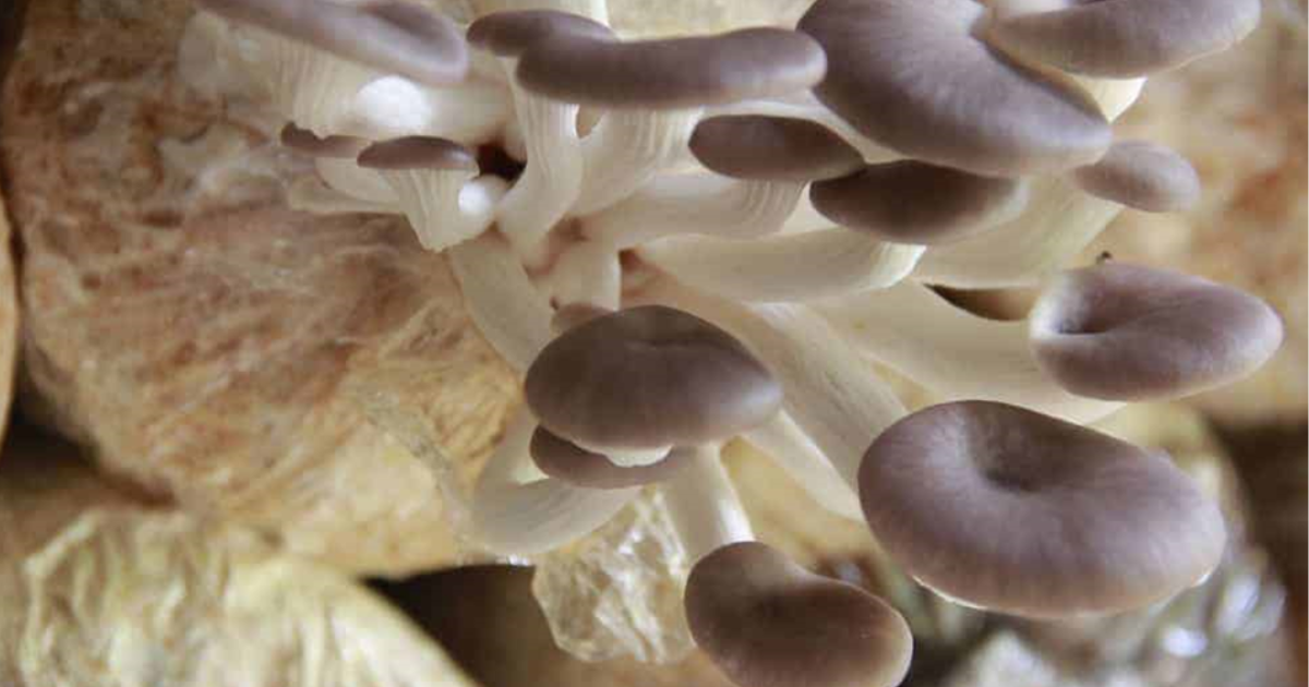 Mushroom plants grow at home and their recipes