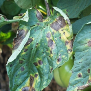 the early blight of tomato disease