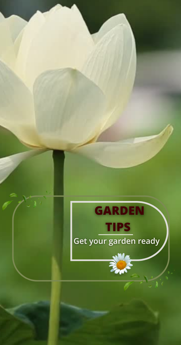 Garden Tips | Get your garden ready | Top 10 Gardening Tips for Beginners