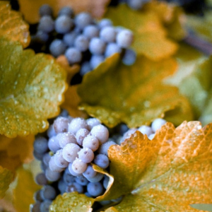 Concord is a variety of North American labrusca grape