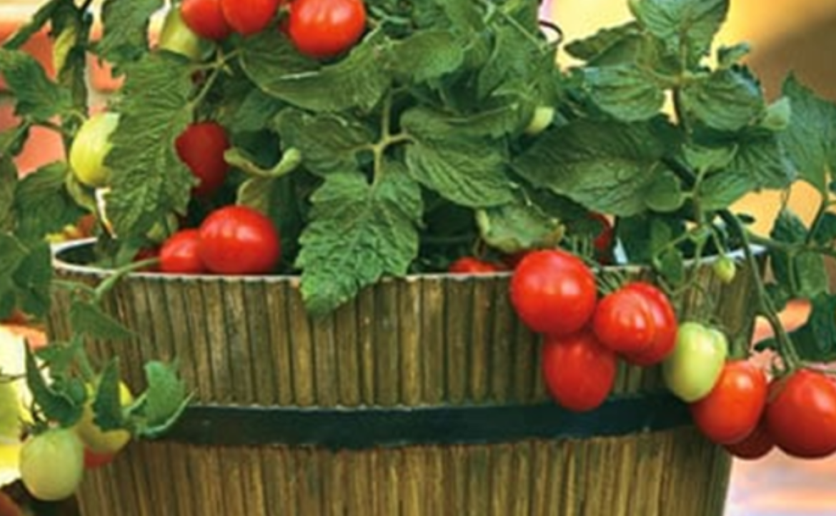 grow tomato plants in a pot or container