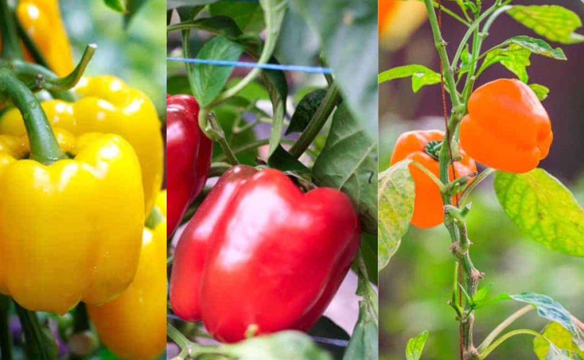Grow-Your-Bell-Pepper-Varieties