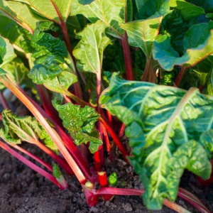Grow Your Own Rhubarb Unlock Planting Secrets