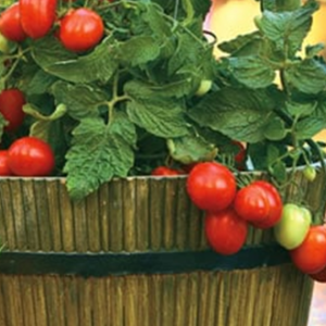 Grow Tomato Plants In A Pot Or Container