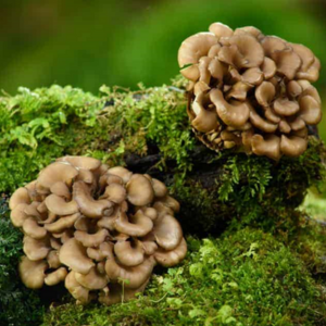 mushroom Maitake