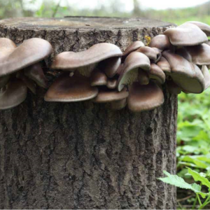 Oysters mushroom