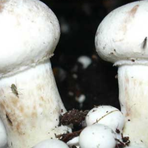 mushroom Verticillium spot disease
