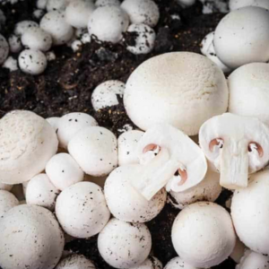 mushrooms White button